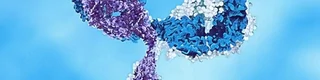 双特异性抗体DNA到IND项目