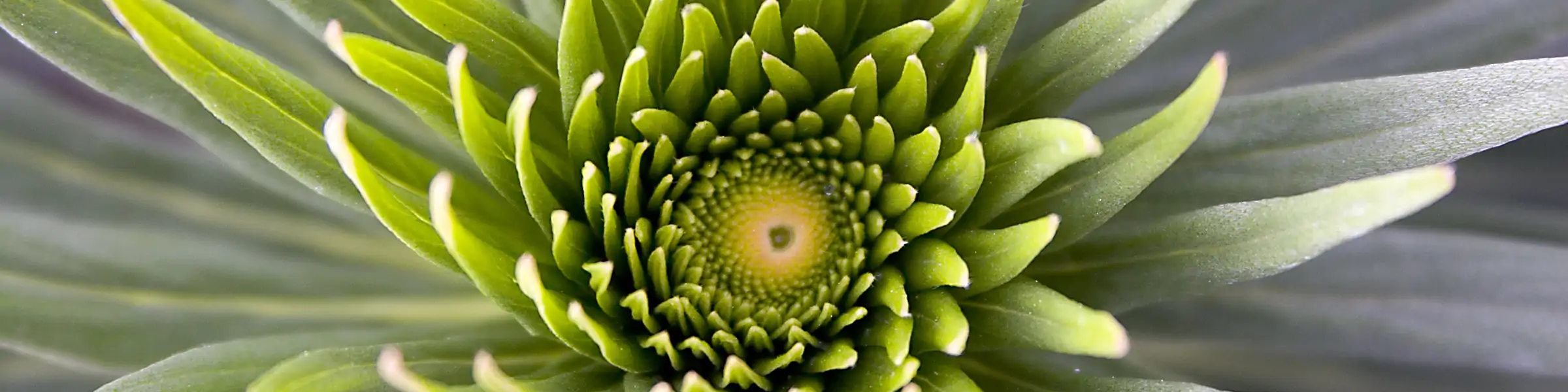 Close-up of the center of a flower.